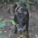 Feral Pig