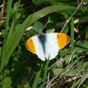 Orange tip