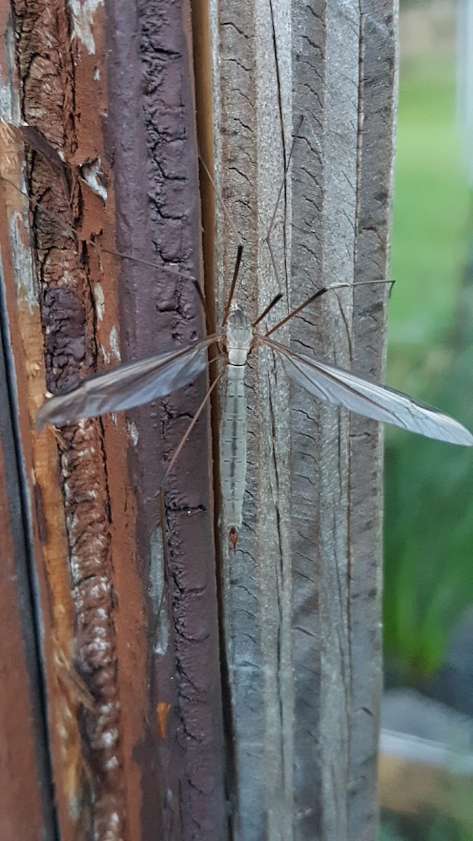 Cranefly?