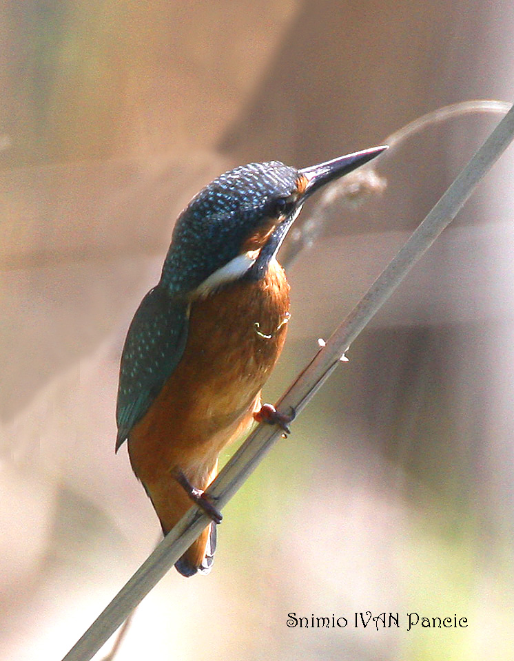 Common Kingfisher