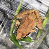 Wood Frog