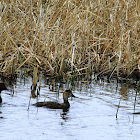 Lesser Scaup