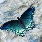 Red-spotted purple