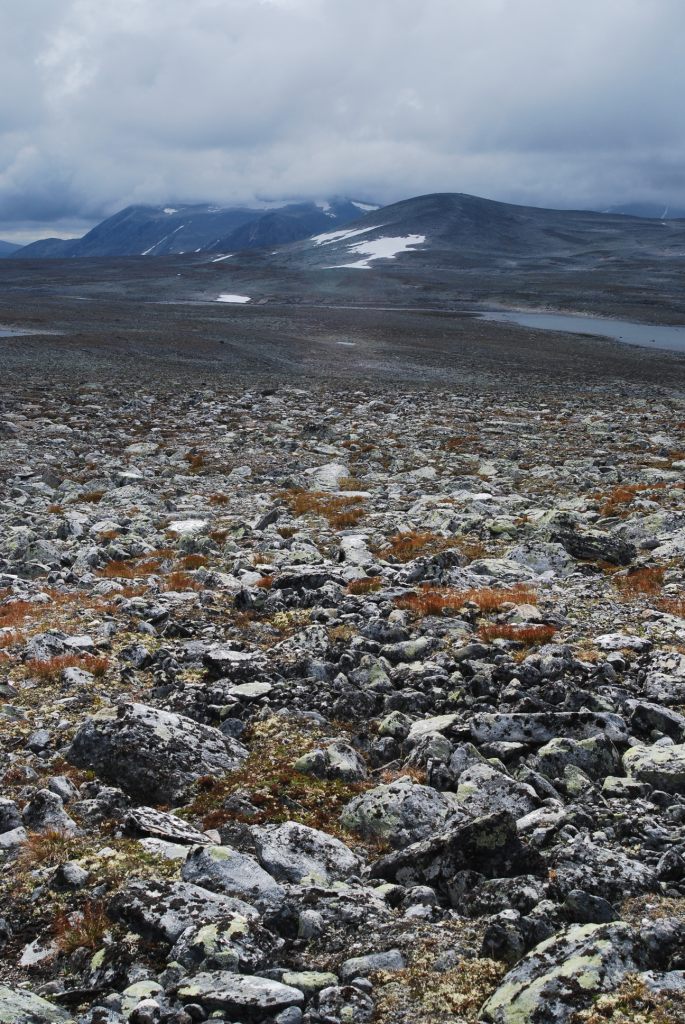 dovrefjell national park norvegia 2007 di andrev79