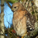 Red-Shouldered Hawk