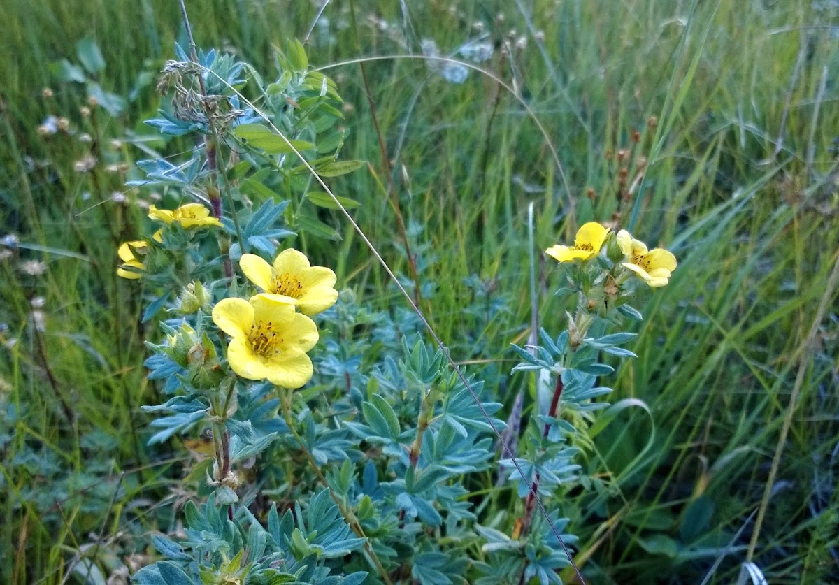 shrubby cinquefoil