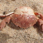 Rough Rock Crab