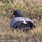 Feral Rock Pigeon