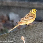 Yellowhammer