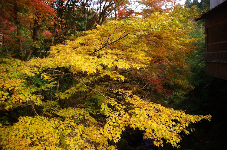 コペンの紅葉・ドライブに関するカスタム事例の投稿画像4枚目