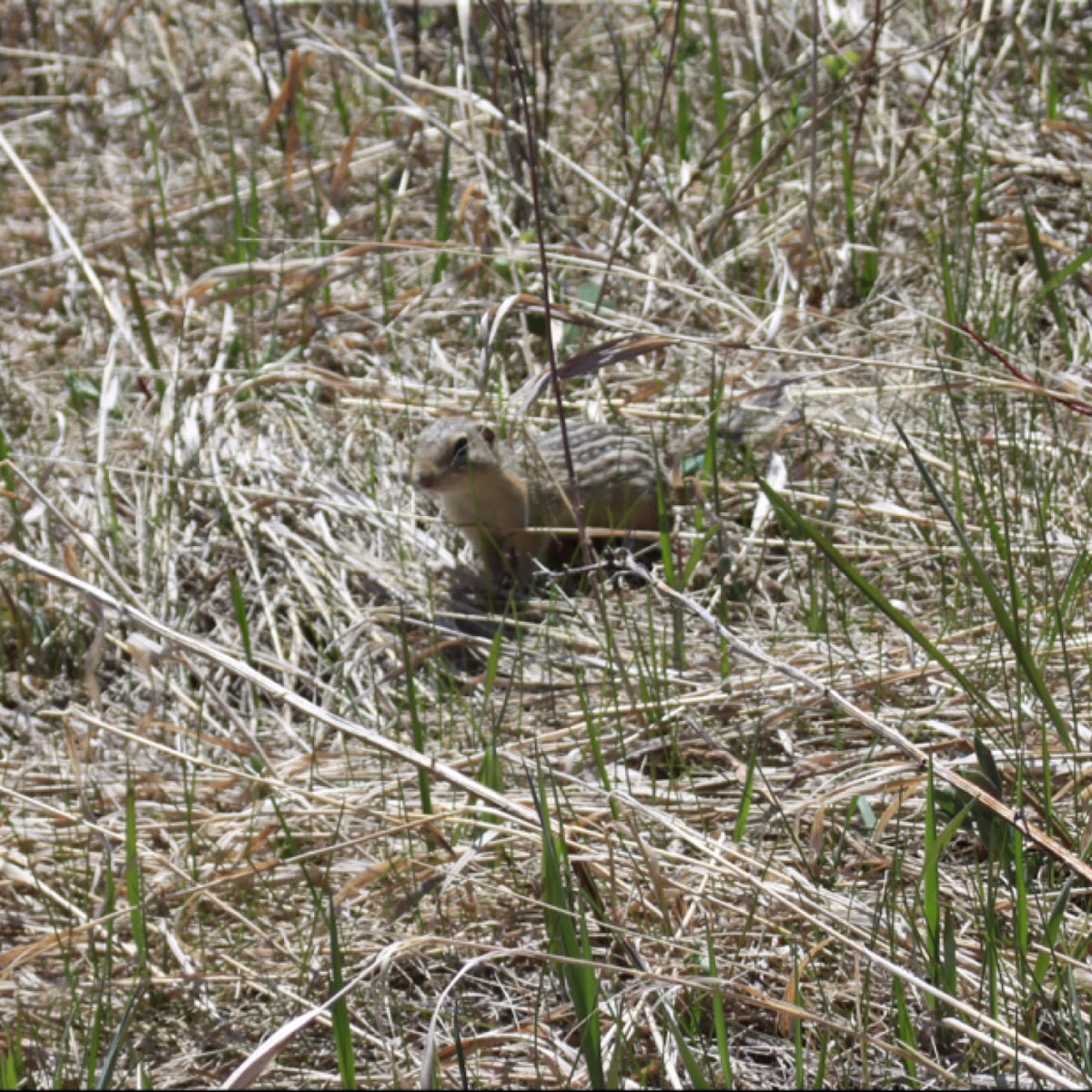 Thirteen lined ground squirrel