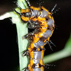 Gulf fritillary caterpillar