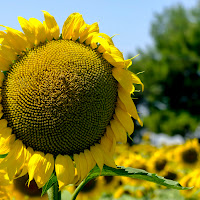 Il fiore giallo di 