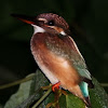 Common Kingfisher