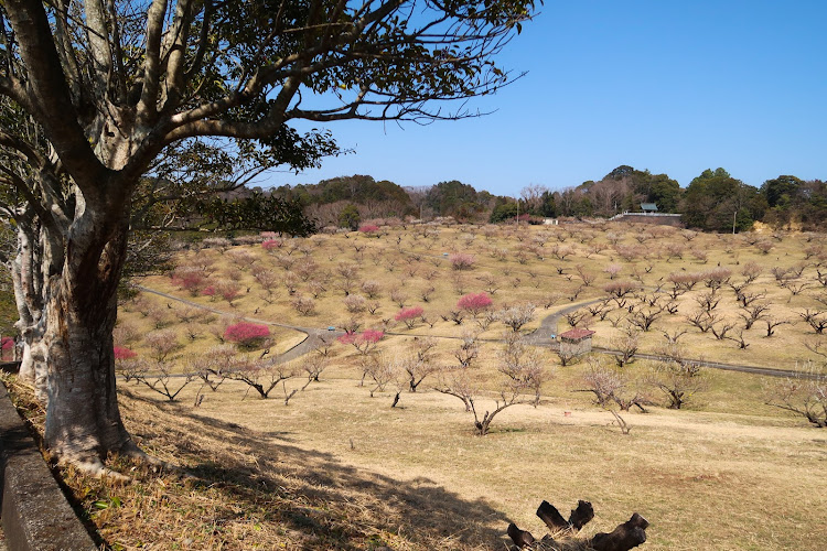ロードスターの河津桜・豊岡梅園に関するカスタム事例の投稿画像14枚目