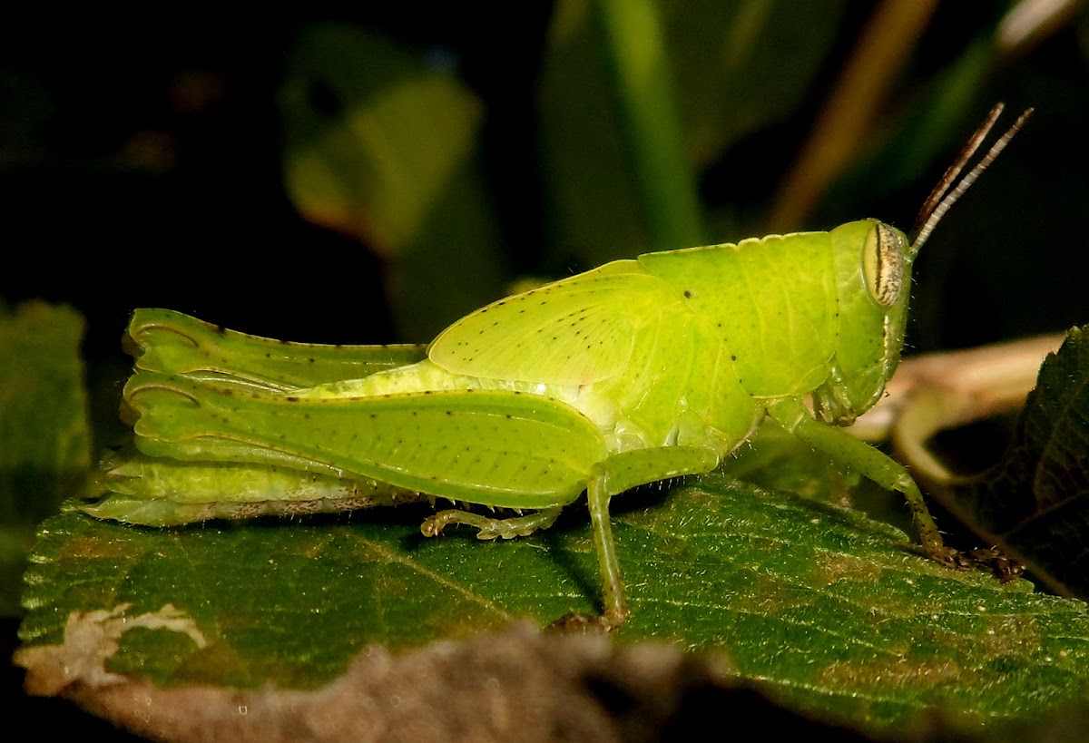 grasshopper