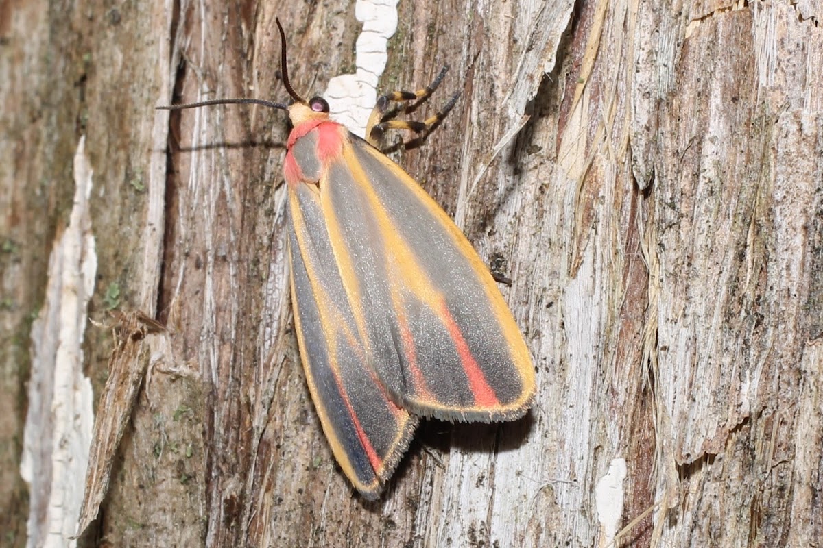 Painted Lichen moth