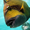 Titan triggerfish