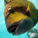 Titan triggerfish