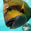 Titan triggerfish