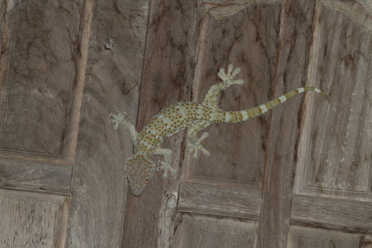 Tokay Gecko