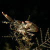 Black Coral Crab