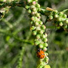 Spotted amber ladybird