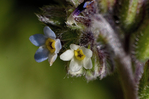 Myosotis discolor dubia