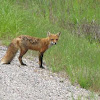 Red fox