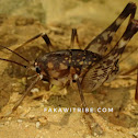 Leaf-rolling cricket