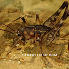 Leaf-rolling cricket