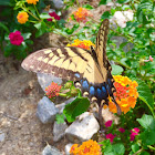 Eastern tiger swallowtail