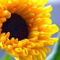 sunflowerzzz avatar