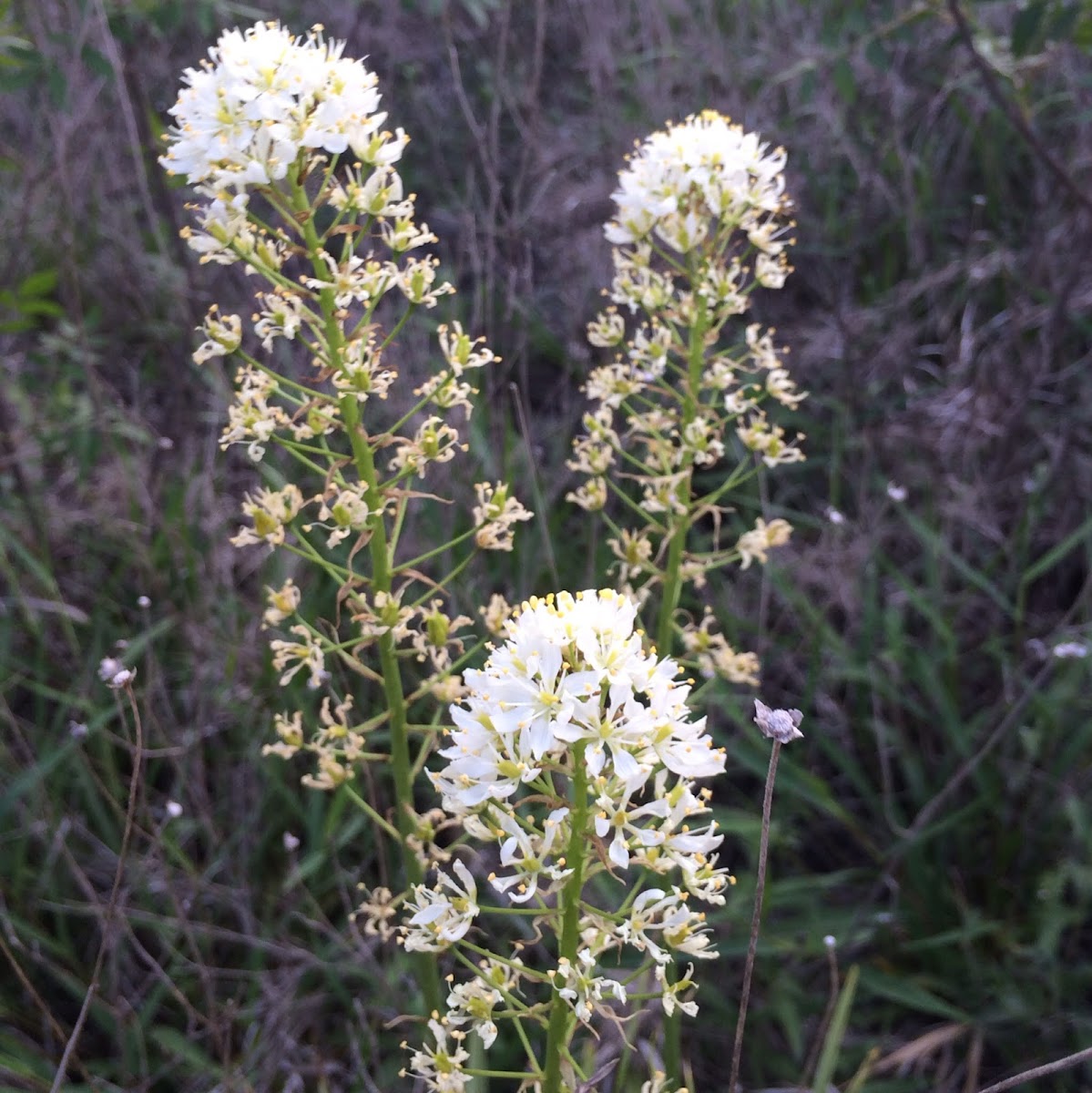 Death Camas