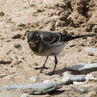 Pied Wagtail