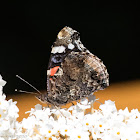 Red Admiral