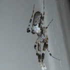 Cribellate Orb Weaver