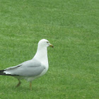 Ring-billed Gull