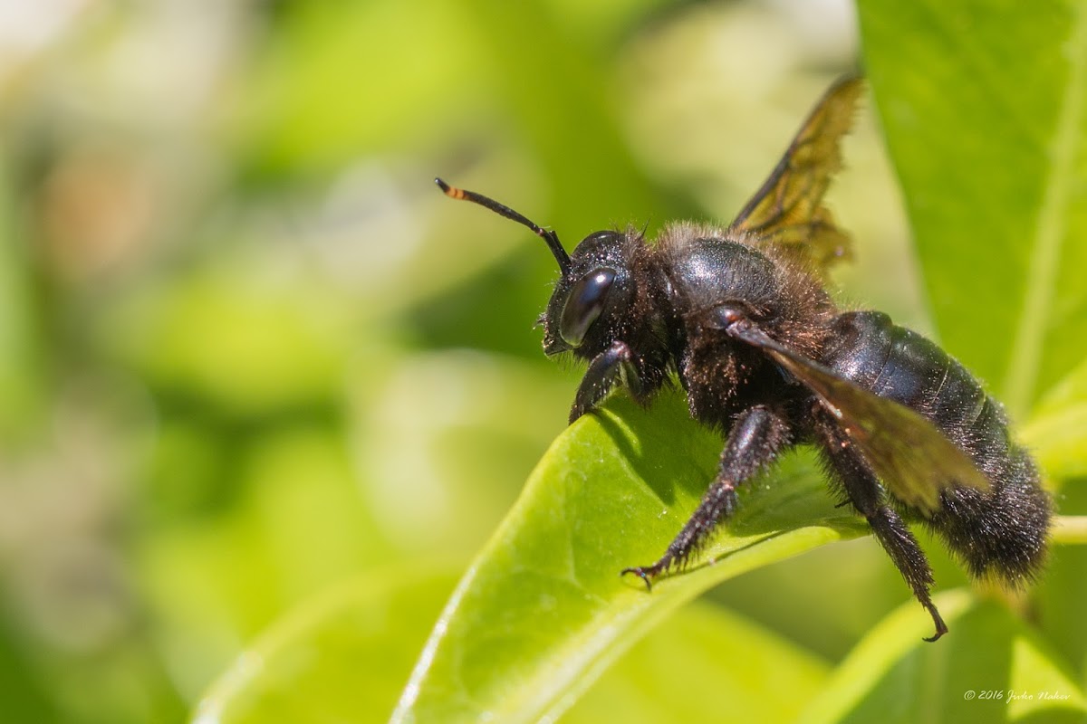 Carpenter bee