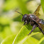 Carpenter bee