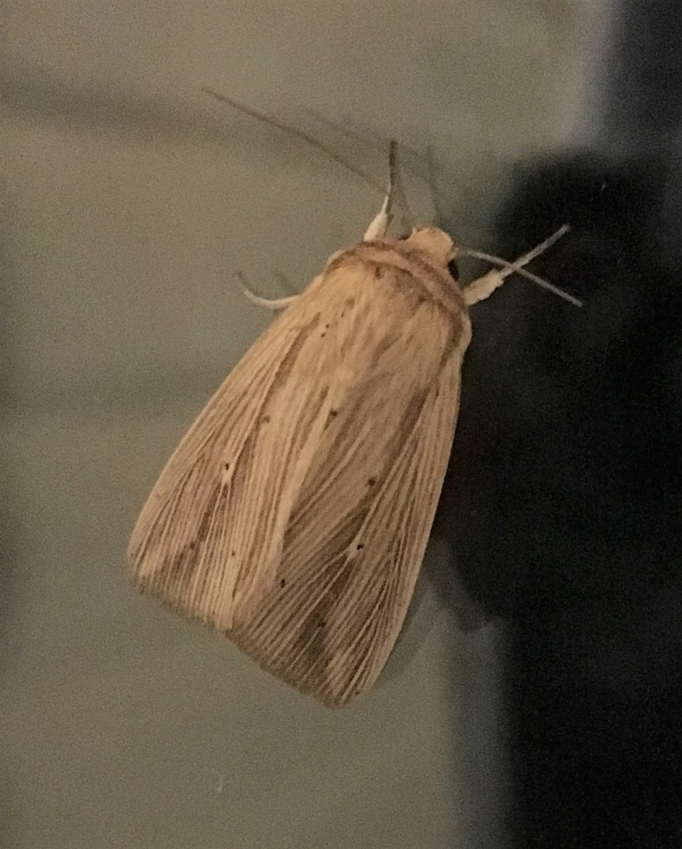 Adjutant Wainscot Moth