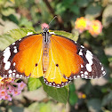 Monarch Butterfly