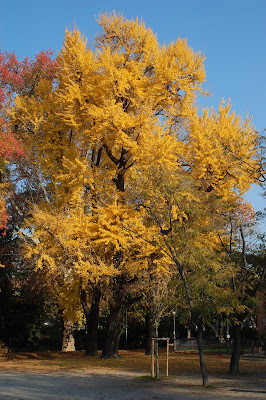 Autunno in città di naquae