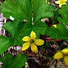 Barren Strawberry