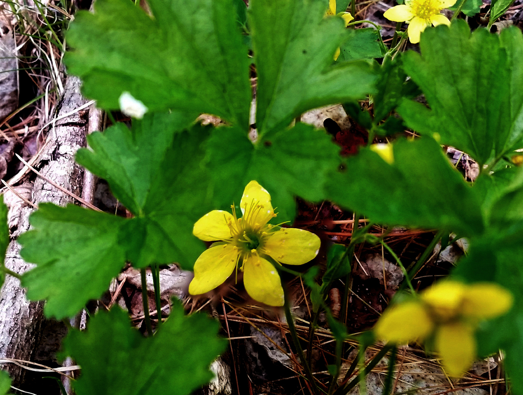 Barren Strawberry