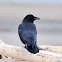 Northwestern Crow