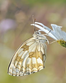 Butterfly Live Wallpaper HDのおすすめ画像3