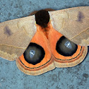 Silk moth