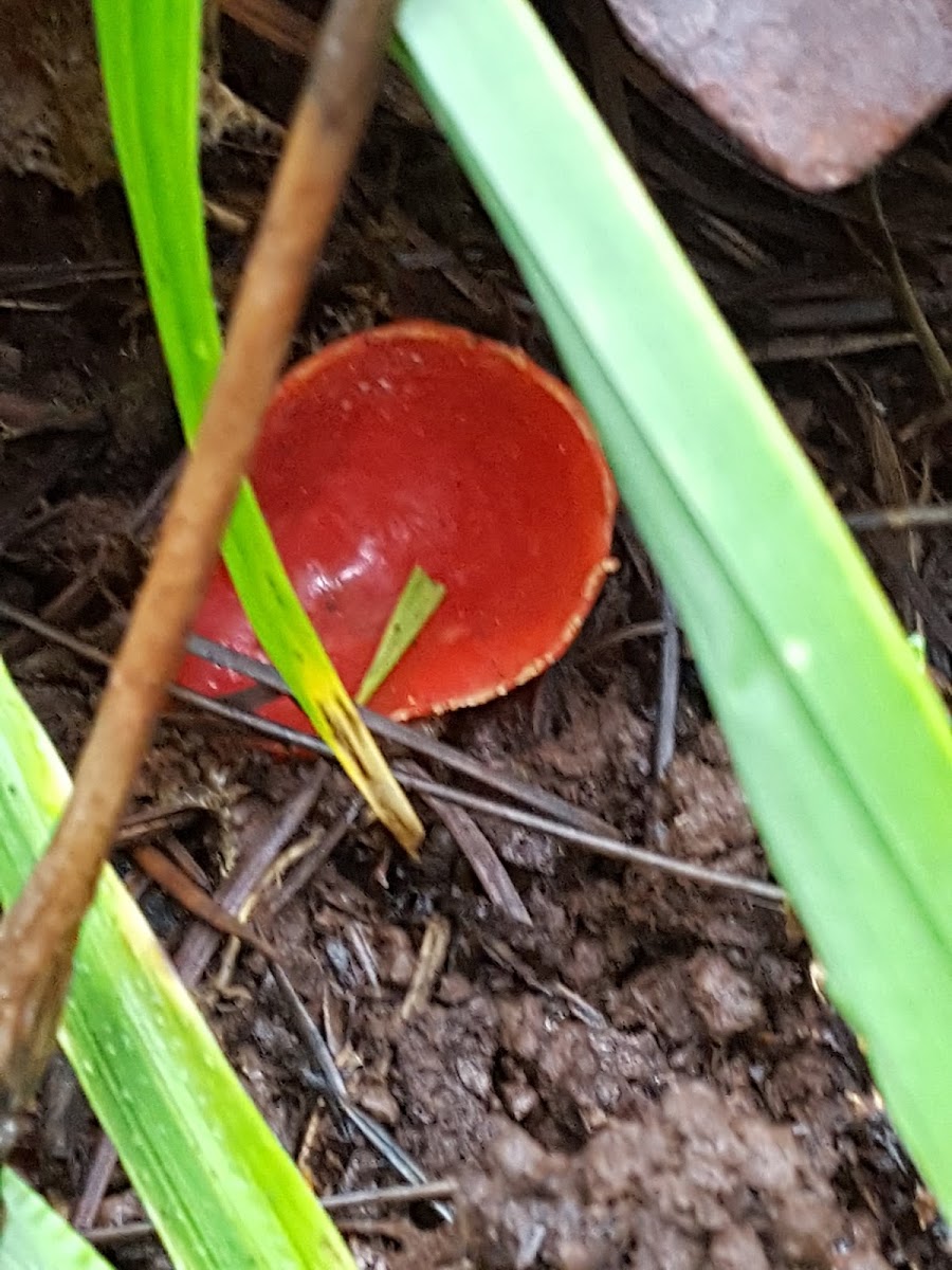 Scarlet Cup Fungus