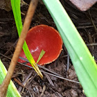 Scarlet Cup Fungus